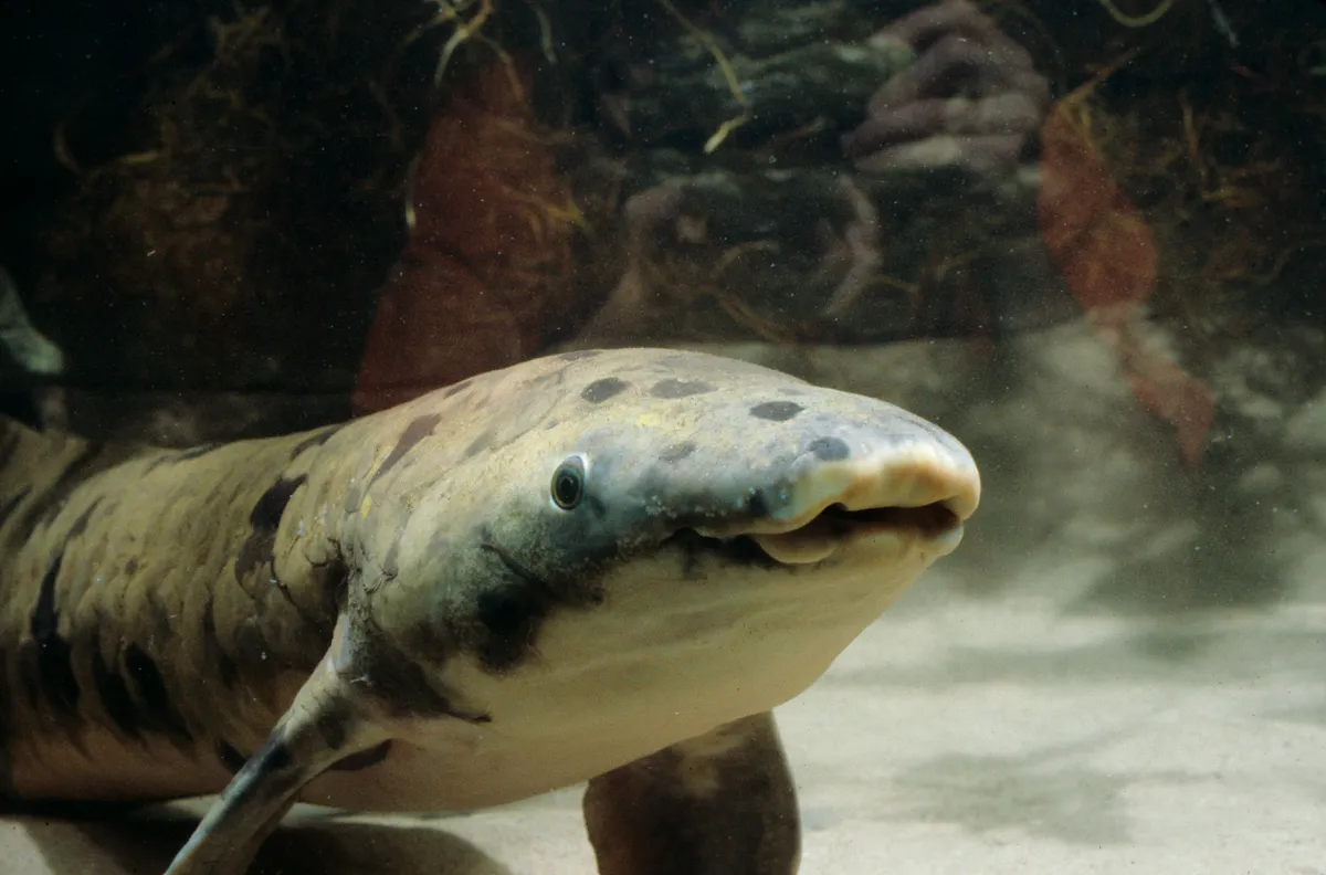 A lungfish